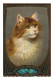 Fluffy Cat