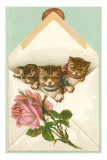 Kittens in Envelope with Rose