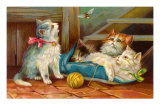 Kittens Watching Bee