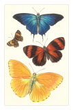 Varieties of Butterfly