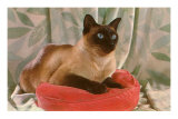 Siamese Cat on Pillow