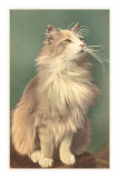 Fluffy Cat