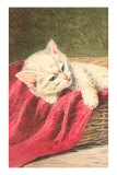 White Kitten with Red Cloth