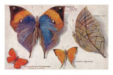 Interesting Butterflies