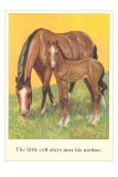 Colt Stays Near Mother