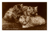 Sepia Photograph of Kittens
