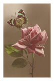 Moth and Rose
