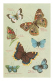 Butterflies