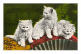 Three Kittens with Fan