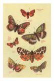 Moths