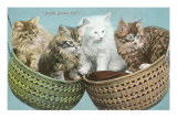 Double Basket Full, Four Kittens