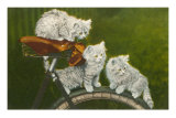 Three Kittens on Bicycle