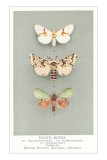 Exotic Moths