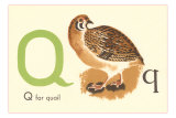 Q is for Quail