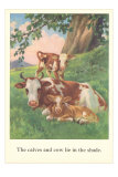 Calves and Cows Lie in Shade