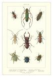 Buy Various Kinds of Beetles at AllPosters.com