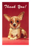 Thank You, Chihuahua