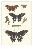 Life Stages of Butterflies