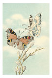 Butterfly People on Pussy Willows