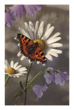 Butterfly on Daisy