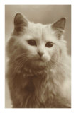 Serious Cat