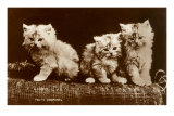 Sepia Photograph of Kittens