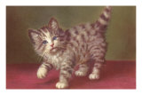 Tabby Kitten