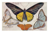Varieties of Butterflies