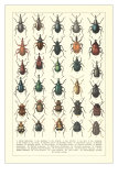 Buy Lots of Beetles at AllPosters.com