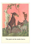 Goats Eat Tender Leaves