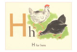 H is for Hen
