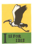 I is for Ibis
