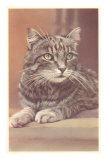 Tabby Cat