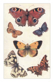 Butterflies
