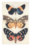Three Butterflies