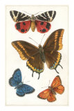 Butterflies