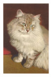 Fluffy Cat