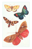 Moths, Butterflies