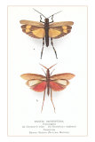 Exotic Orthoptera, Grasshoppers