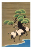 Cranes Along Riverbank
