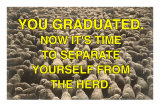 You Graduated, Flock of Sheep