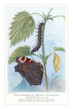 Life History of Peacock Butterfly