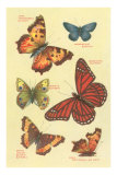 Butterflies