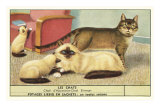 Exotic Cats