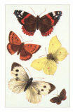 Butterflies