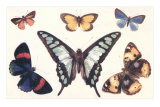 Butterflies