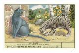 Exotic Cats