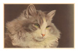 Fluffy Cat