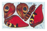 Cutout Moth Puppet