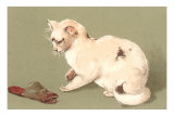 Cat with Old Slipper
